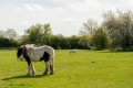 The Locals!