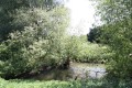 River Ousel